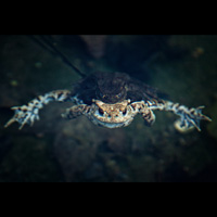 Calvin the „Frosch“